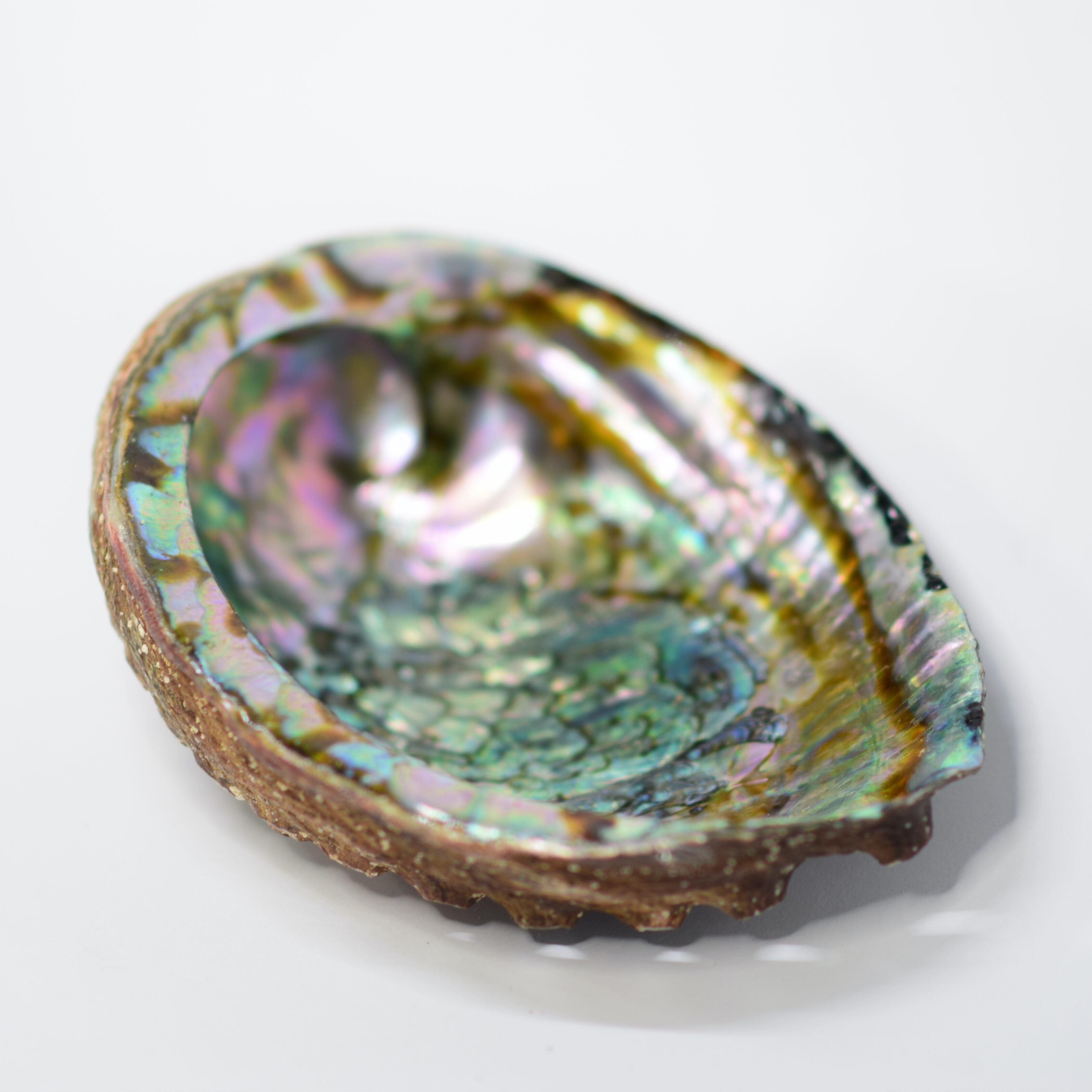 Morsko uho Posodica za kadila